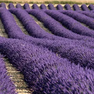 La Provencale Séjour chez l'habitant Valensole